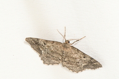 Hypagyrtis piniata