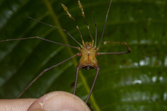 Sodreana barbiellinii