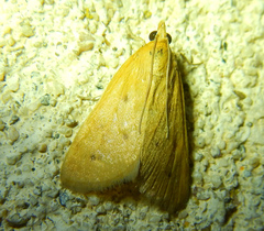 Pyraustinae