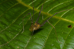 Sodreana barbiellinii