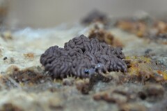 Arcyria stipata