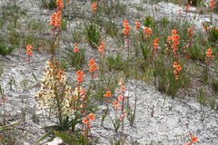 Watsonia stenosiphon