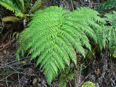 Lophosoria quadripinnata