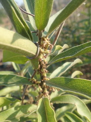 Euclea natalensis angustifolia