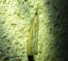 Agriphila geniculea