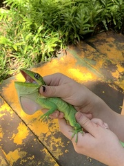 Anolis equestris