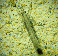 Agriphila geniculea
