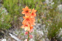 Watsonia stenosiphon