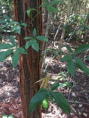 Syngonium angustatum