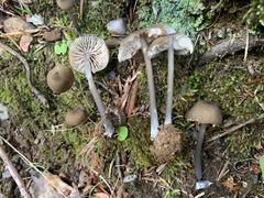 Cyanula