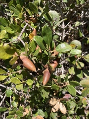 Quercus agrifolia