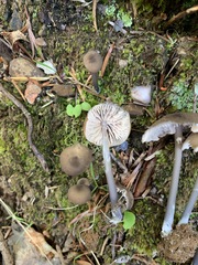 Cyanula