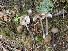 Cyanula