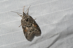 Nycteola