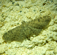 Eupithecia ultimaria