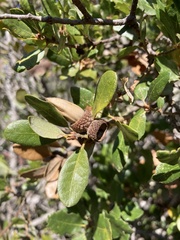 Quercus agrifolia