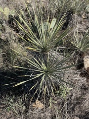 Yucca glauca glauca