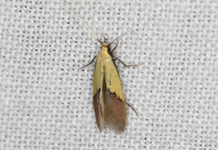 Opogona protodoxa
