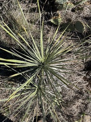 Yucca glauca glauca