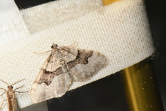 Xanthorhoe decoloraria