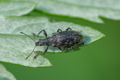 Polydrusus pilosus