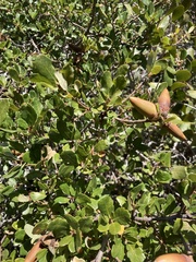 Quercus agrifolia