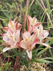 Alstroemeria recumbens