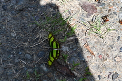Philaethria dido