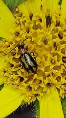 Diabroticina