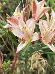 Alstroemeria recumbens