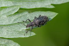 Polydrusus pilosus