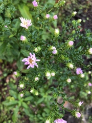 Symphyotrichum elliottii