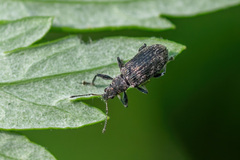 Polydrusus pilosus