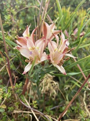 Alstroemeria recumbens