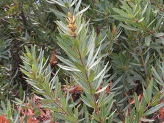 Brabejum stellatifolium