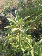 Euclea natalensis angustifolia
