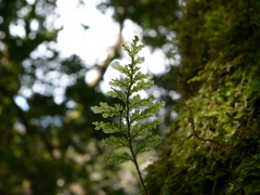 Hymenophyllum plicatum