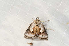 Chrysanympha formosa