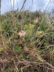 Alstroemeria recumbens