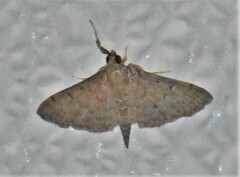 Herpetogramma licarsisalis