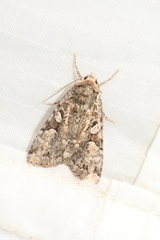 Anaplectoides pressus