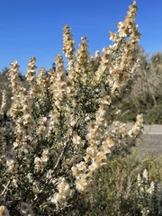 Salsola oppositifolia