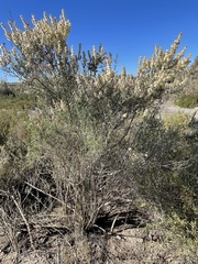 Salsola oppositifolia
