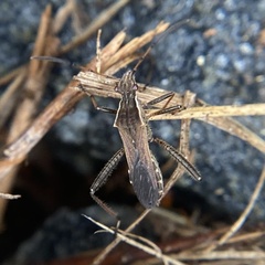 Alydus pilosulus