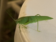 Turpilia