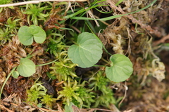 Viola palustris