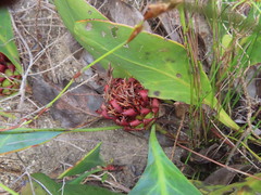 Protea acaulos