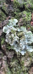 Punctelia subrudecta