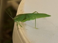 Turpilia