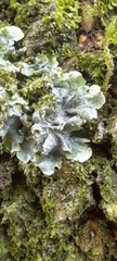 Punctelia subrudecta